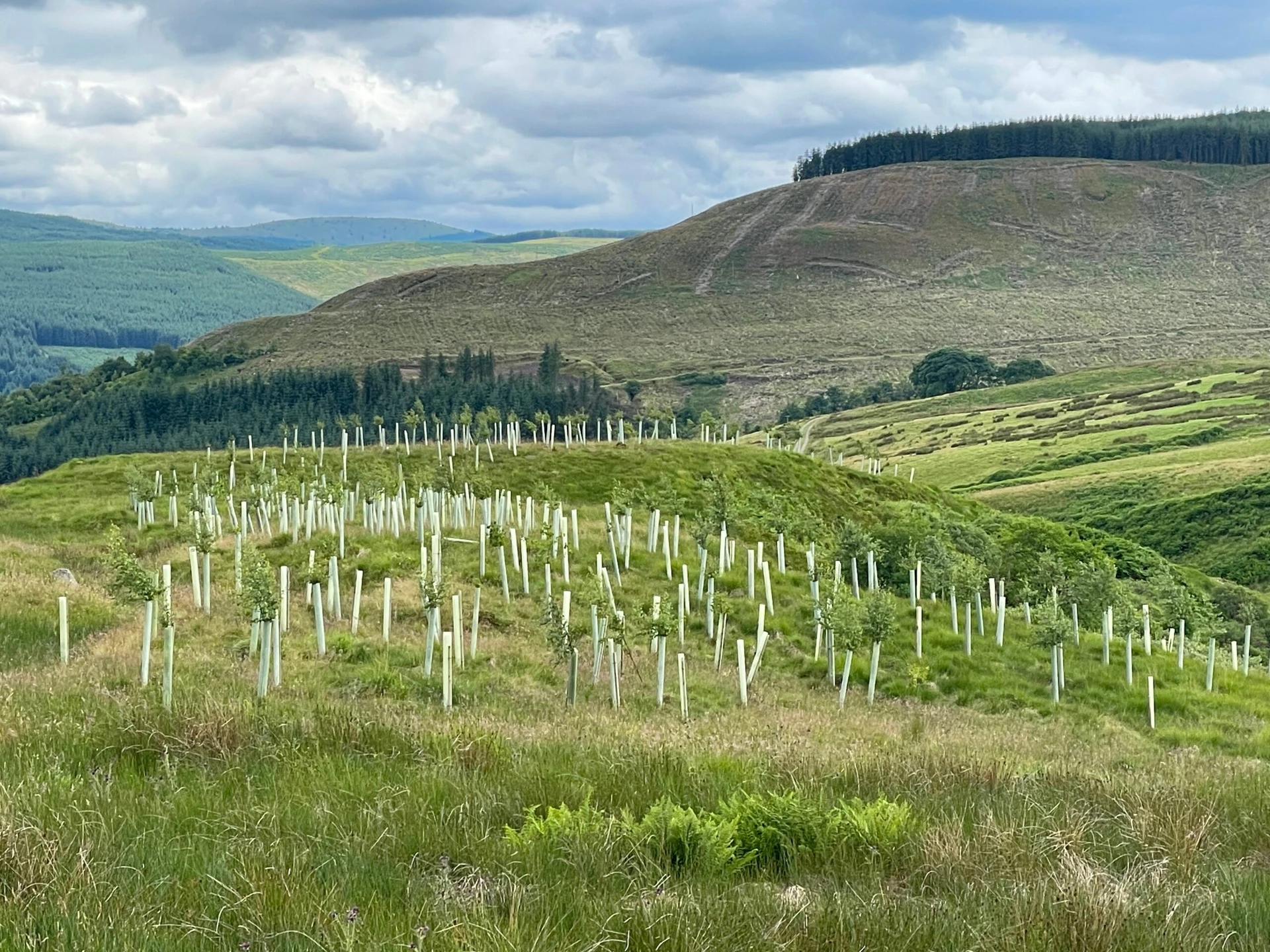 Landscape management
